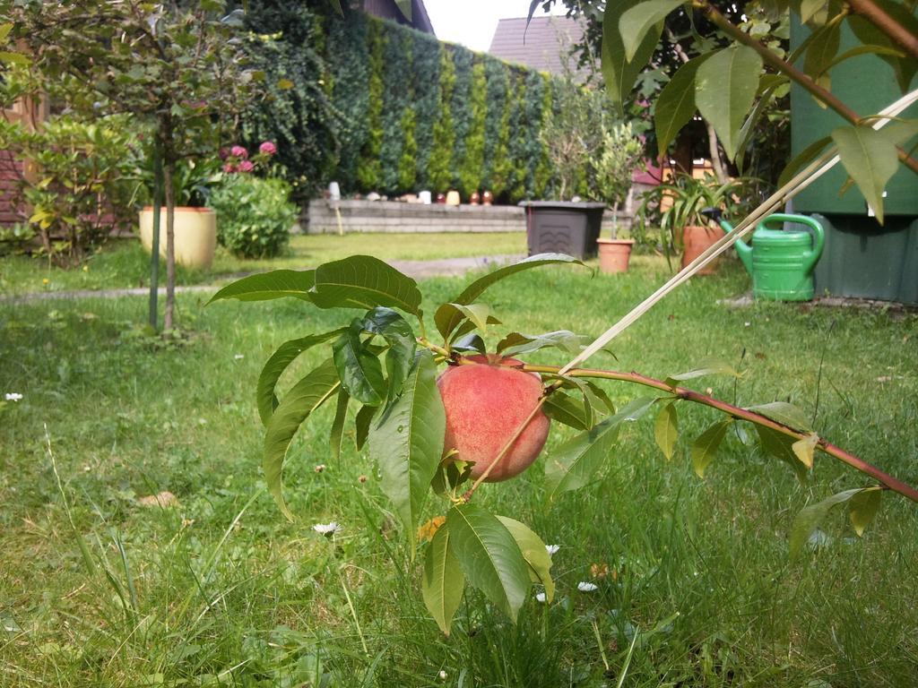 Pension Buchfink Uckeritz Dış mekan fotoğraf